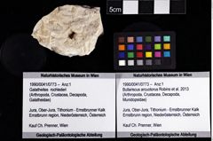 Foto (Objket + Etiketten) von Bullariscus arcuotorus (Robins et al., 2013) 